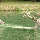 Bains de cerfs blancs