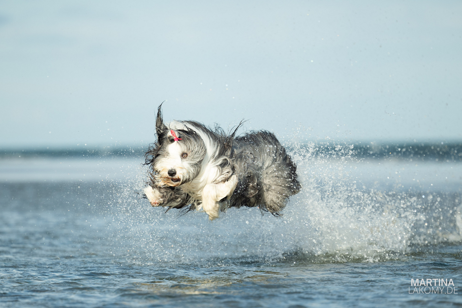 Baja fliegt über das Wasser