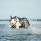 Baja fliegt über das Wasser