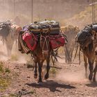 BAJANDO DE LA MONTAÑA. 