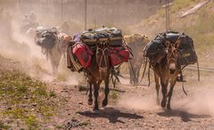 BAJANDO DE LA MONTAÑA. 