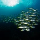 Bajo aguan en galapagos