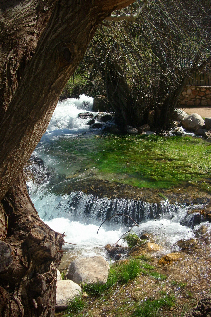 bajo el árbol