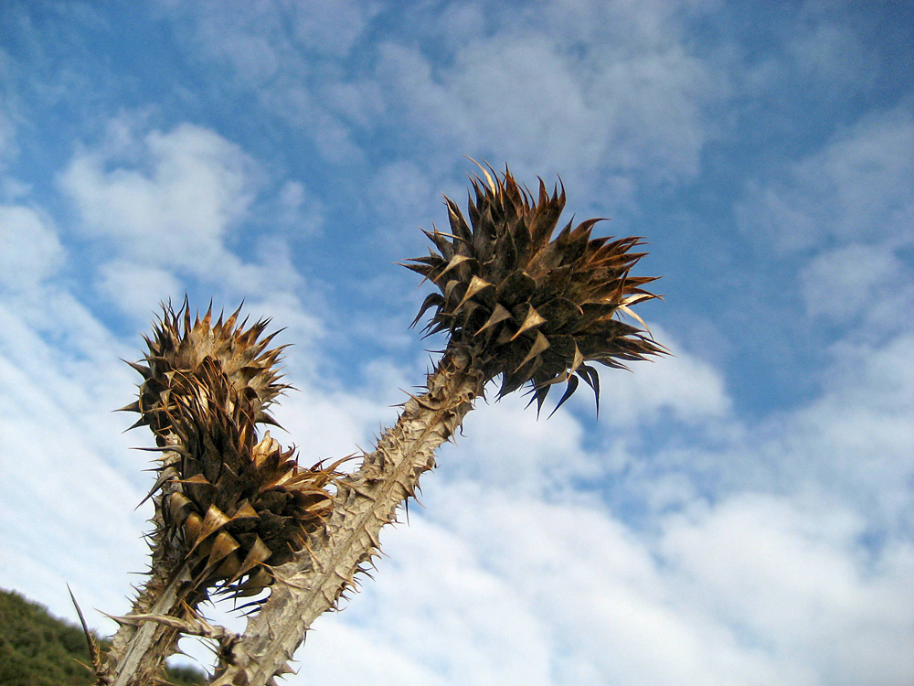 Bajo el cielo