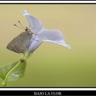 Bajo la flor