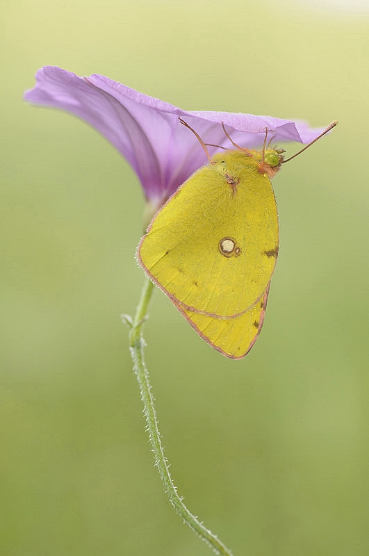 Bajo la flor