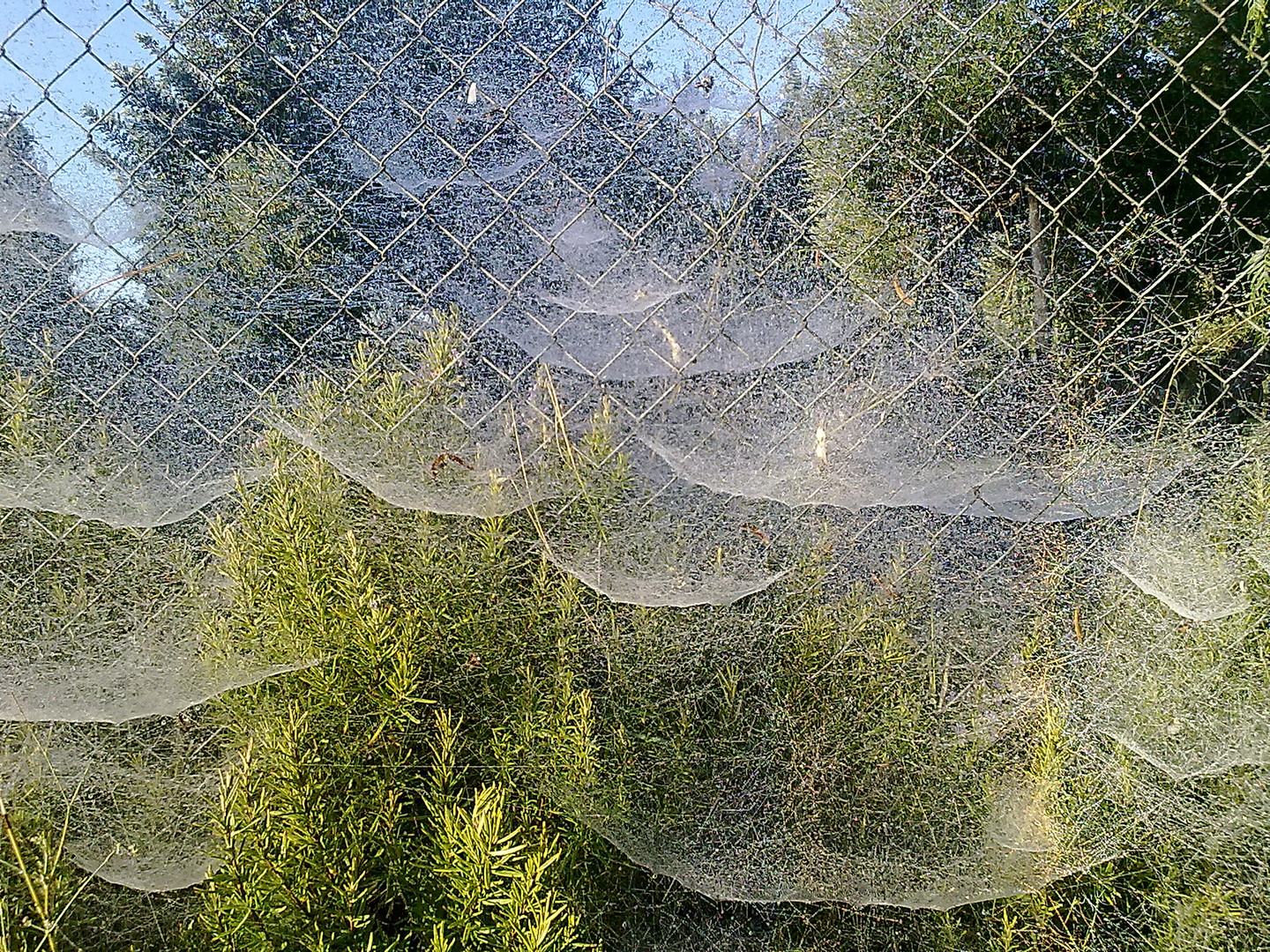 bajo la niebla