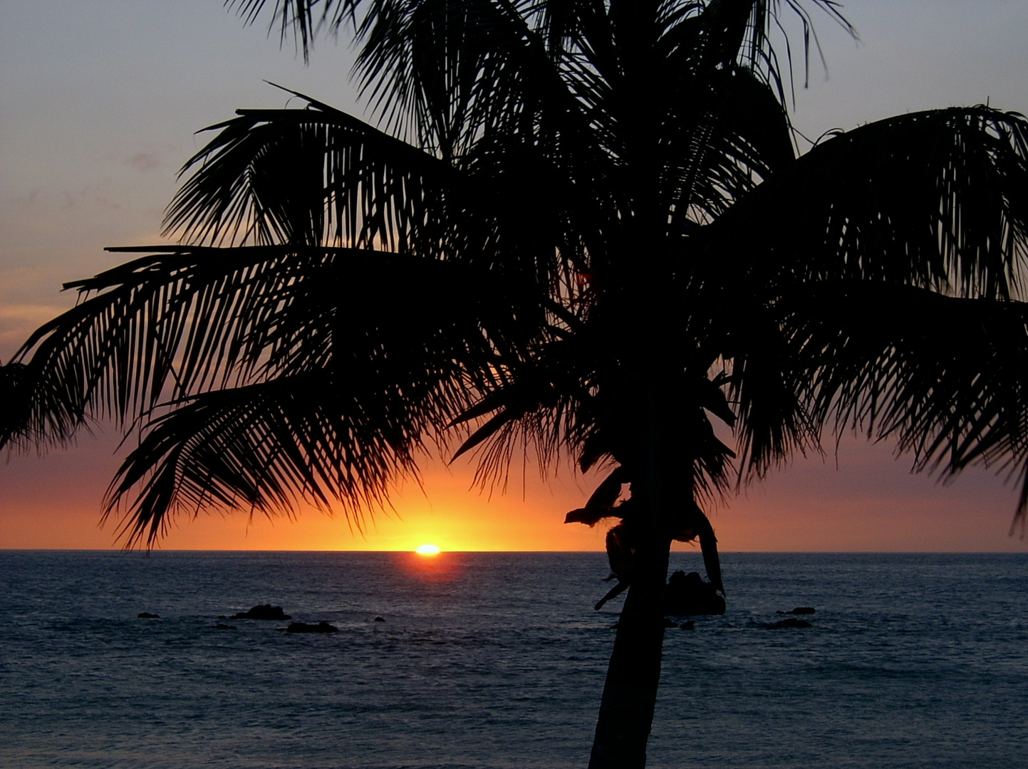 Bajo la palmera