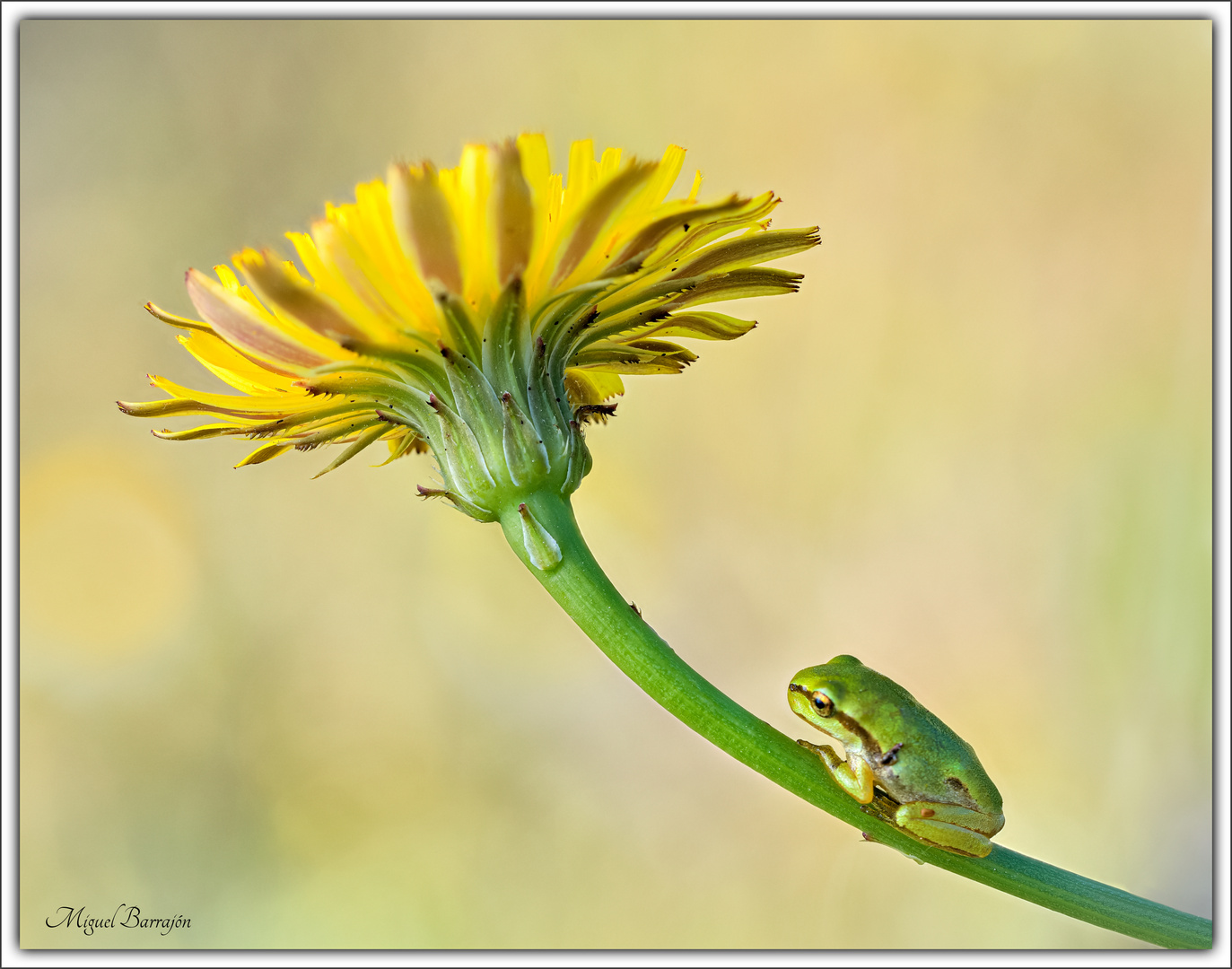 Bajo la sombrilla (Hyla molleri)