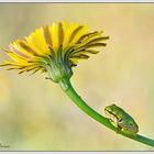 Bajo la sombrilla (Hyla molleri)