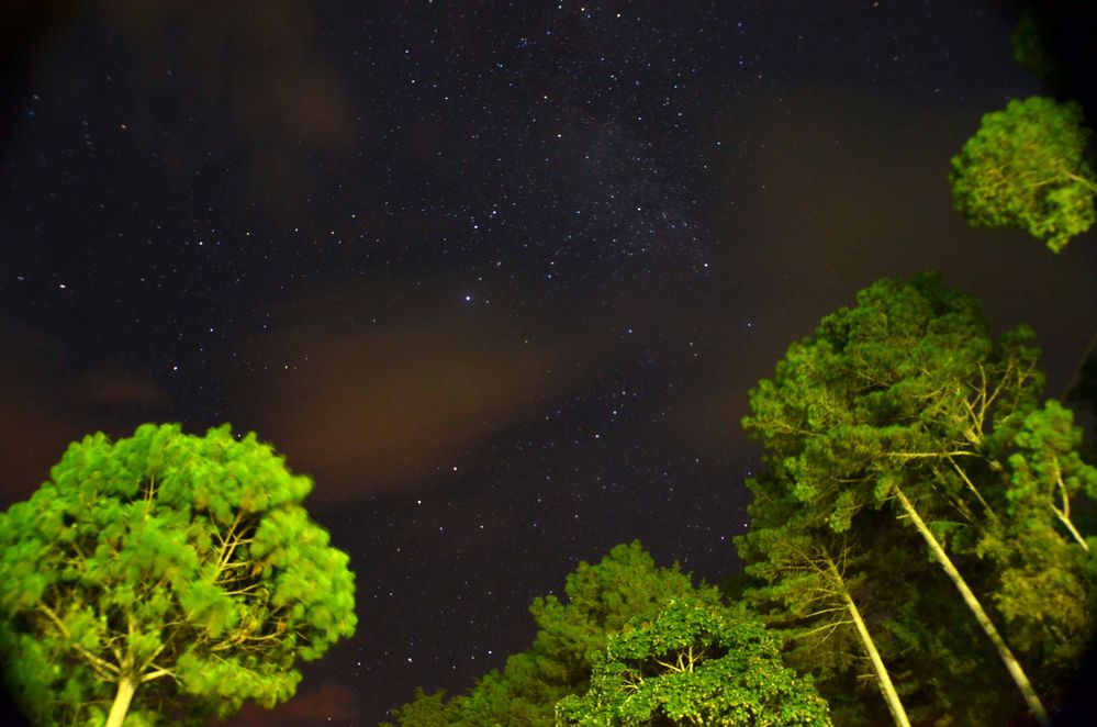 Bajo las estrellas