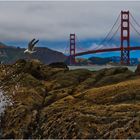 Baker Beach Bird