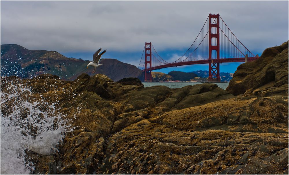 Baker Beach Bird