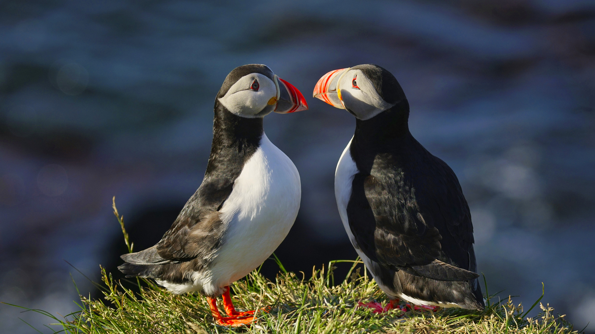 Bakkagerdi Puffins