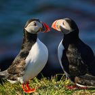 Bakkagerdi Puffins