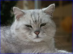 Bako (englischer Kater)