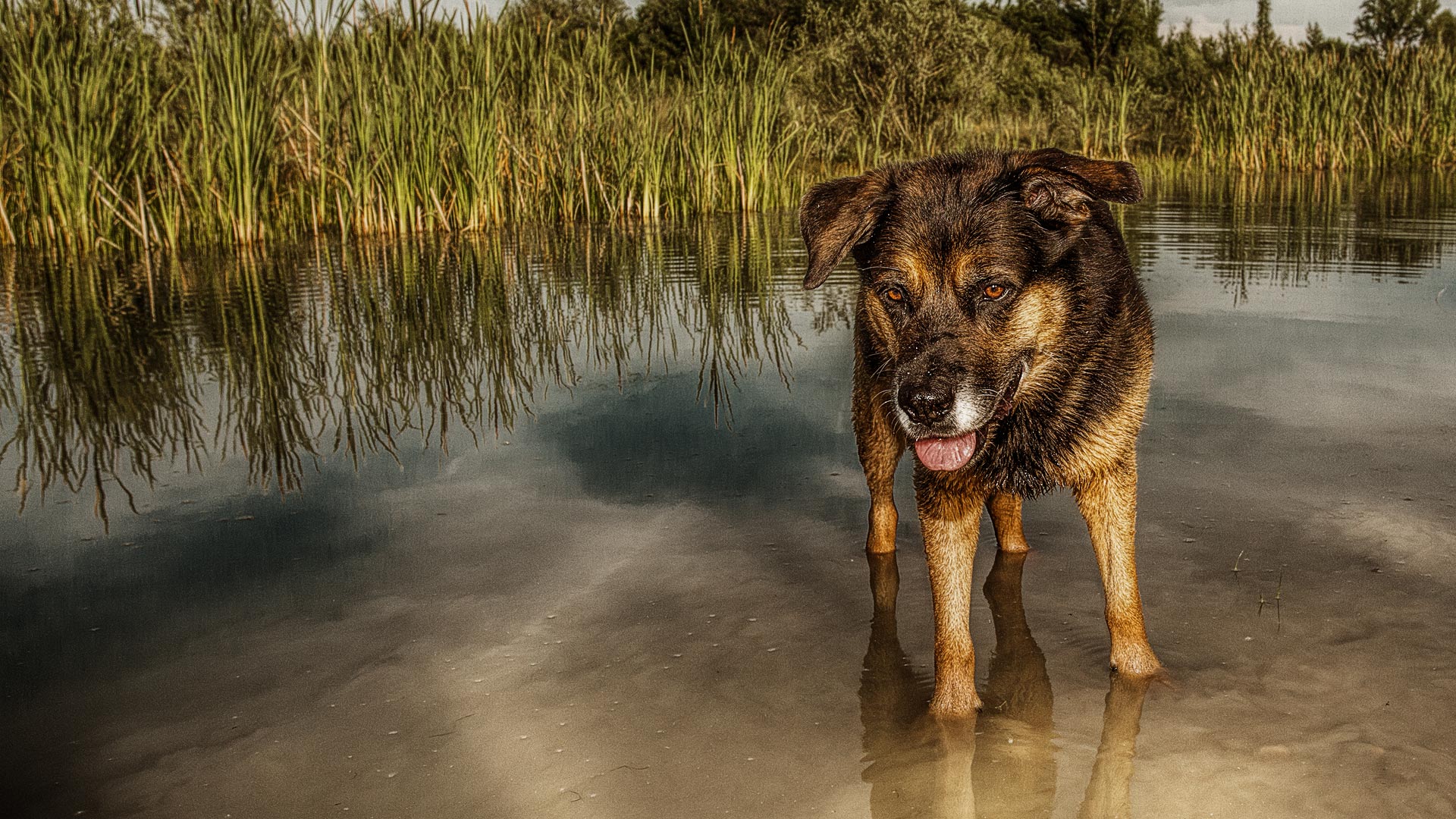 Bako im Wassertümpel