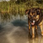 Bako im Wassertümpel