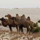 Baktrische Kamele in der Taklamakan-Wüste