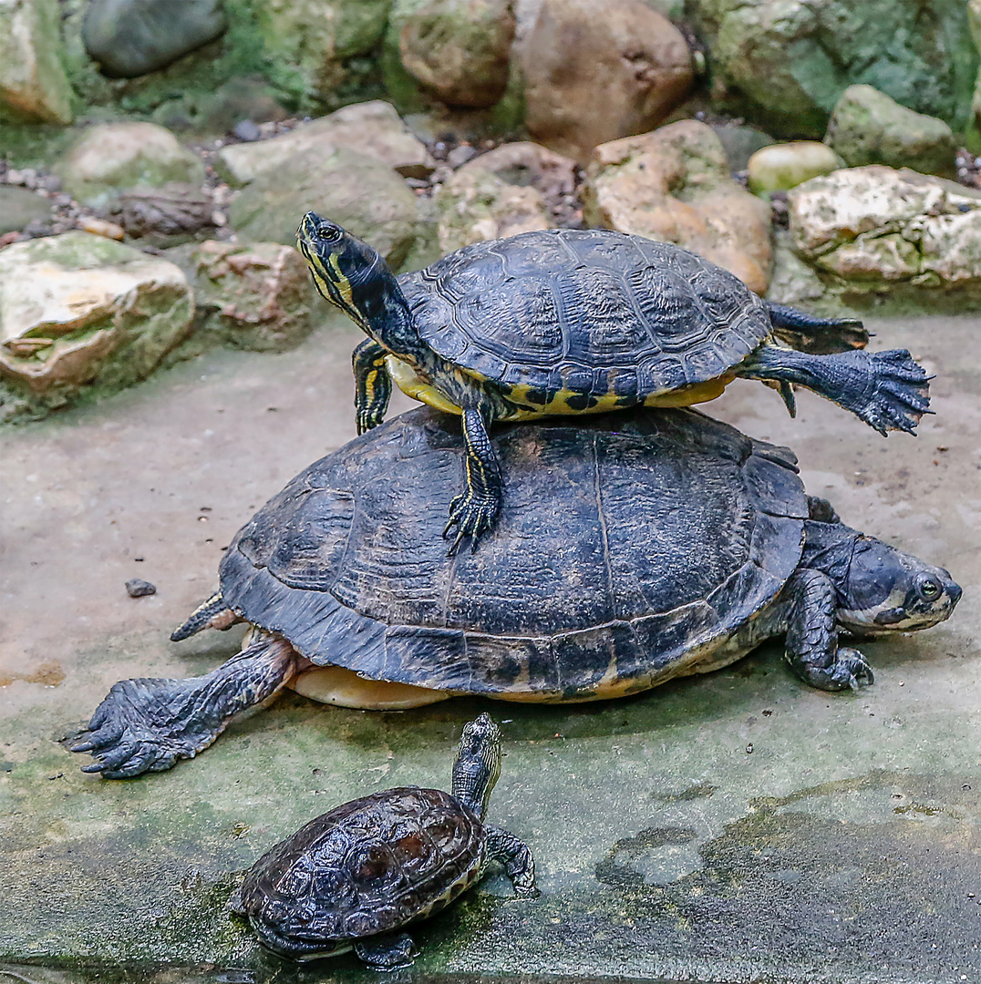 Balacierende Schildkröte Original