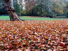 Balada de otoño