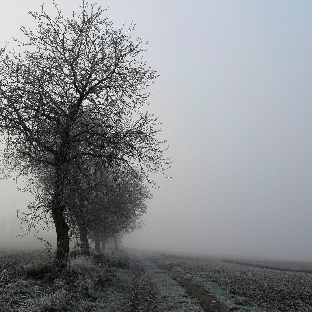 Balade dans la brume 