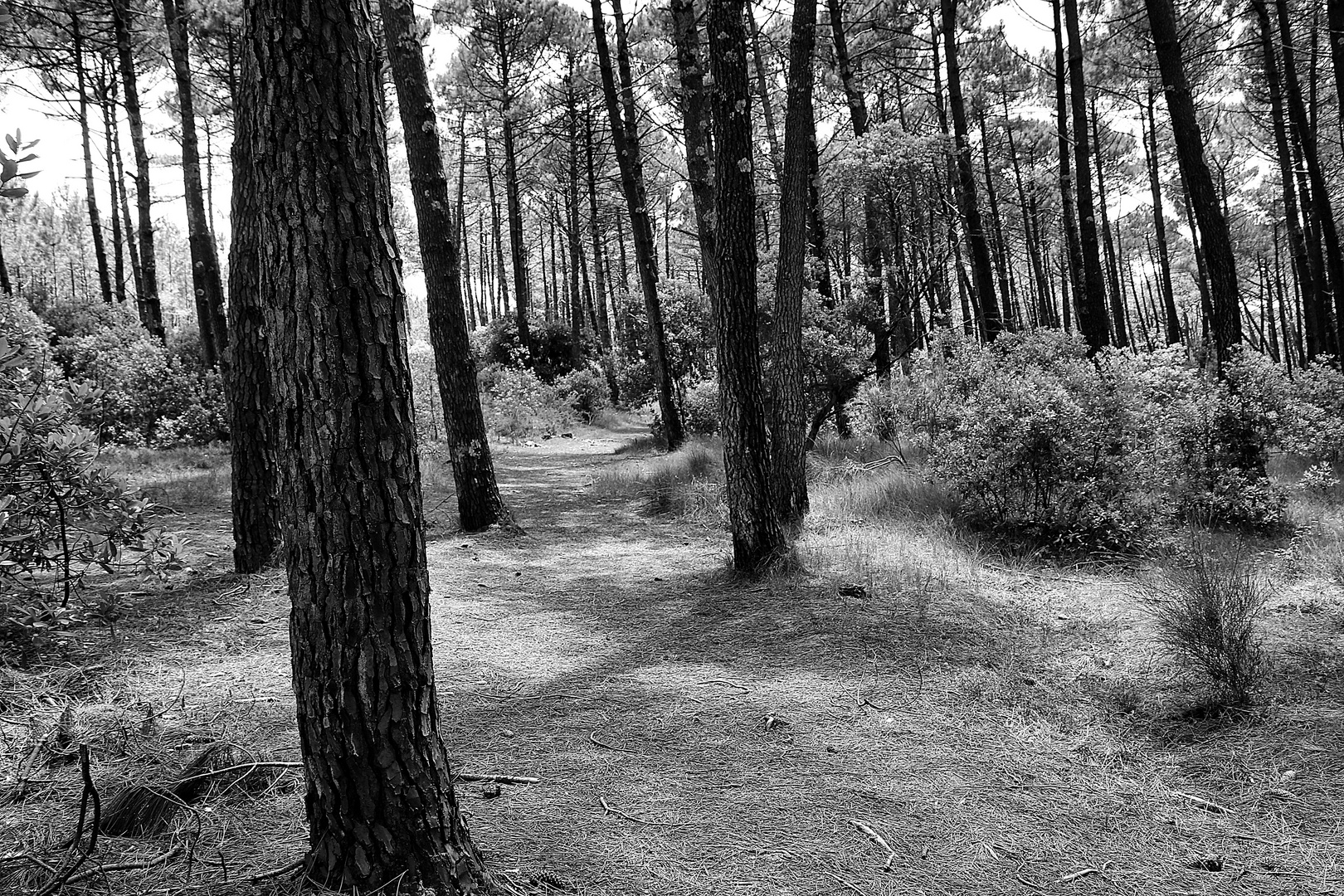 balade dans la forêt !