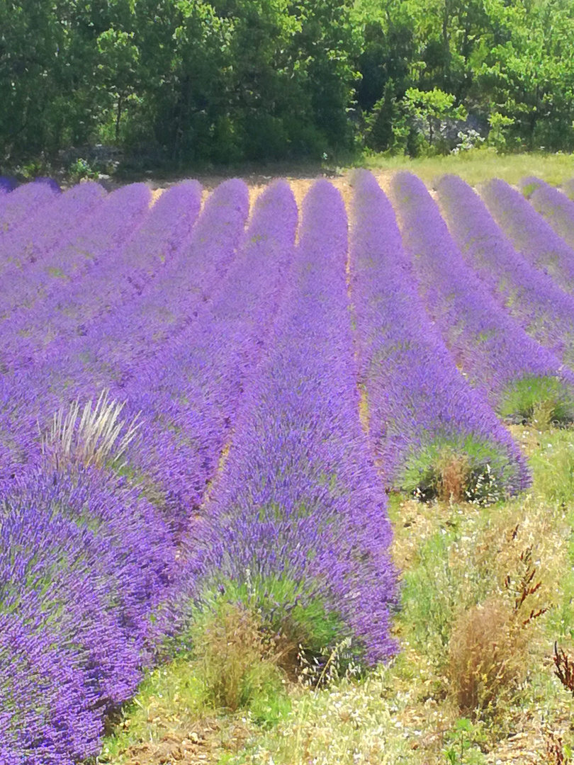 Balade dans la lavande gardoise ...