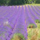 Balade dans la lavande gardoise ...