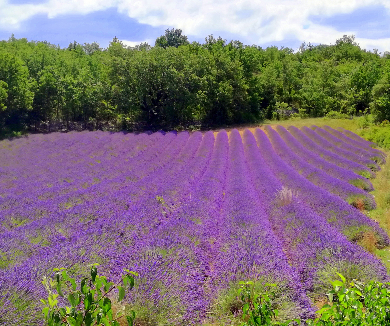 Balade dans la lavande gardoise ...