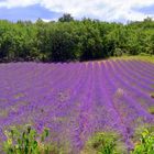 Balade dans la lavande gardoise ...