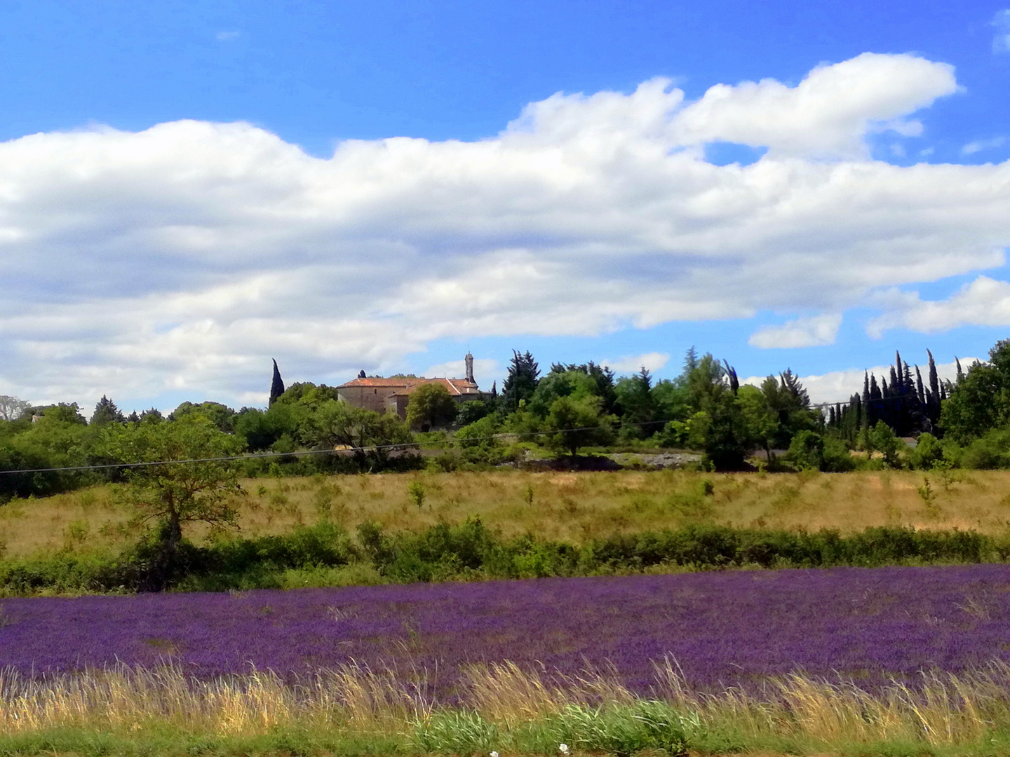 Balade dans la lavande gardoise ...