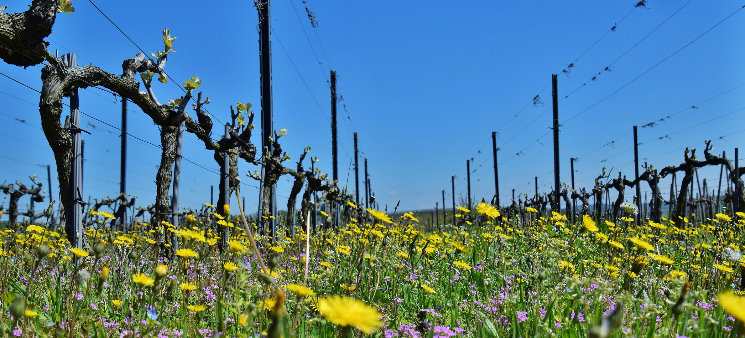 Balade dans le vignoble "Cote rôtie" .......