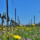 Balade dans le vignoble "Cote rôtie" .......