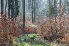 balade dans les bois