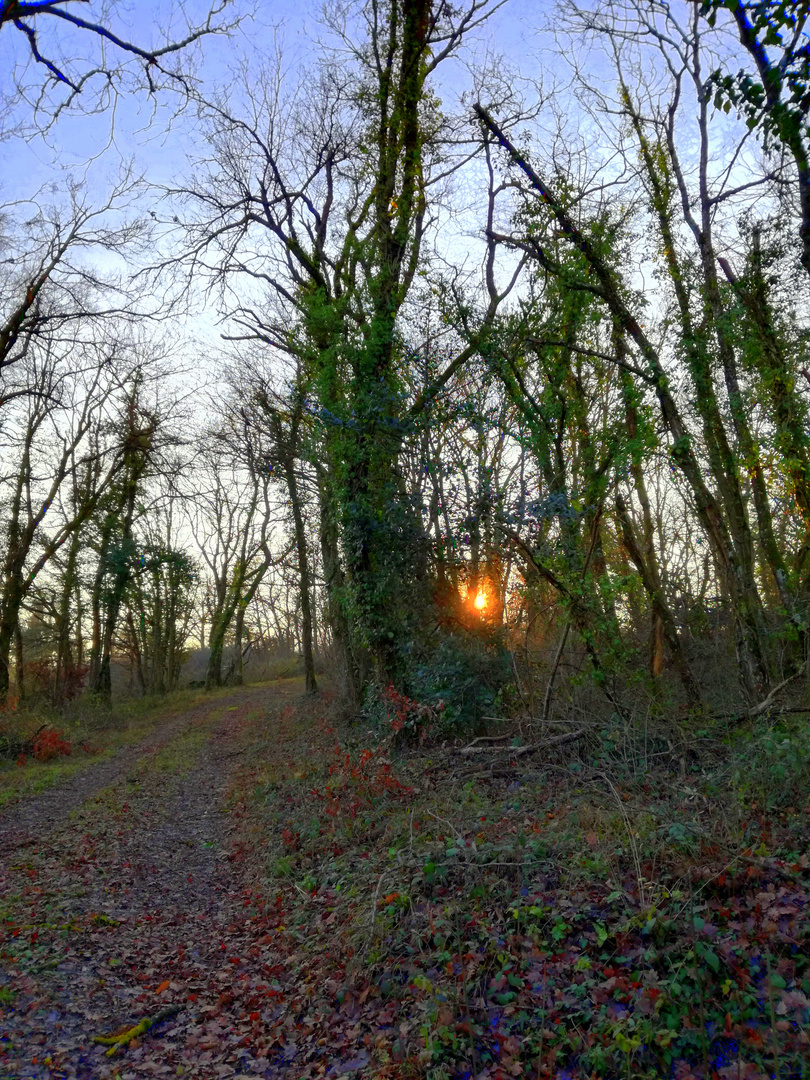 Balade dans les bois ...