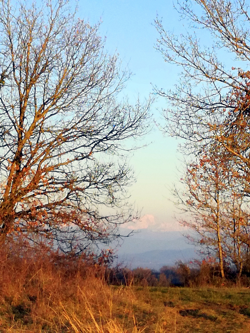 Balade dans les bois ...