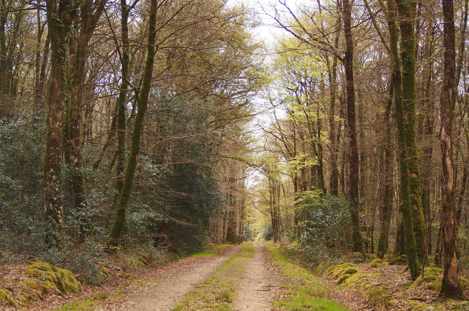 Balade dans les bois