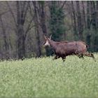 Balade dans les fleurs...suis mieux là que sur " face bouc " !!:-))