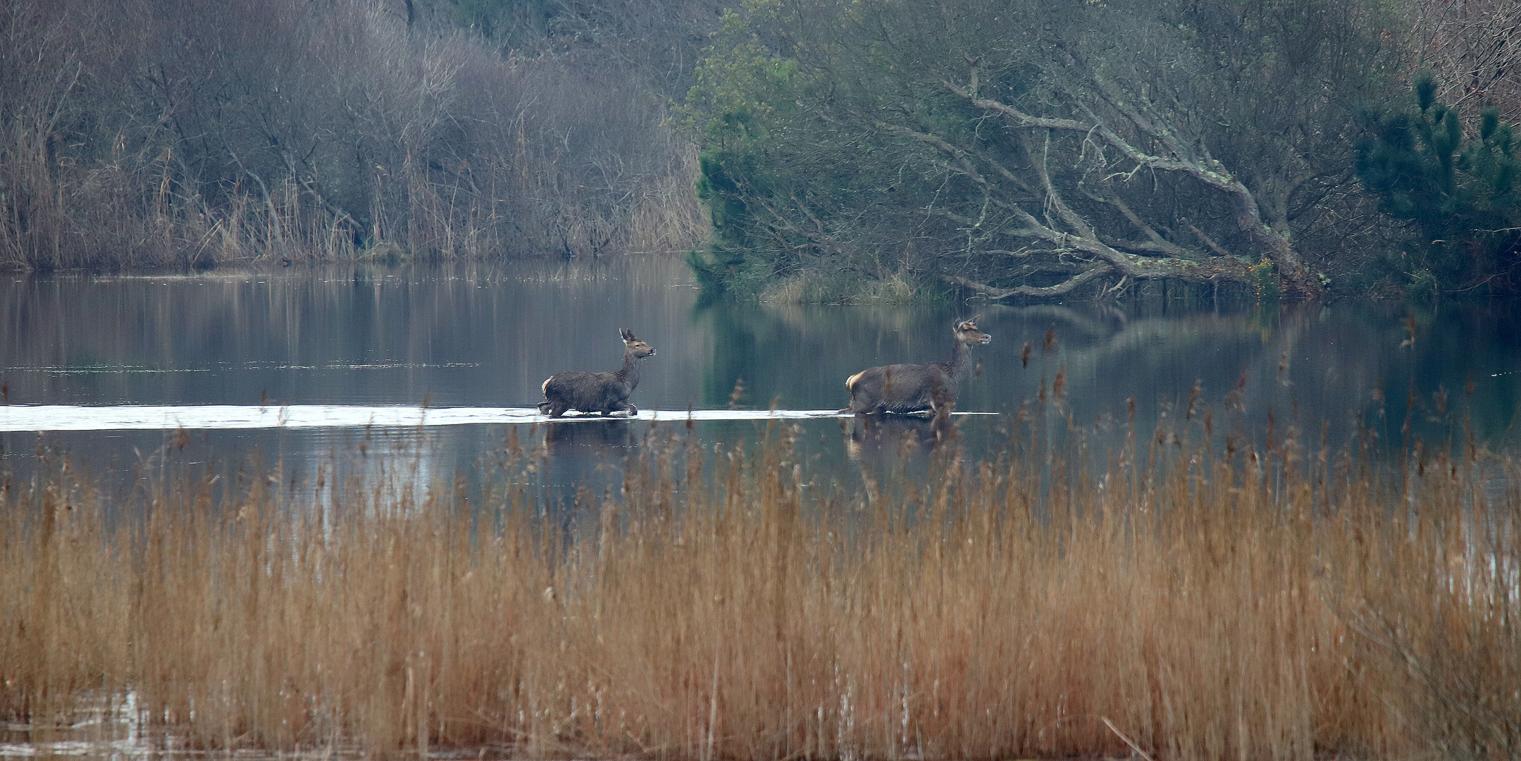 Balade dans les Landes innondées