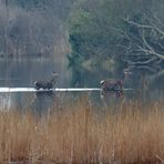 Balade dans les Landes innondées