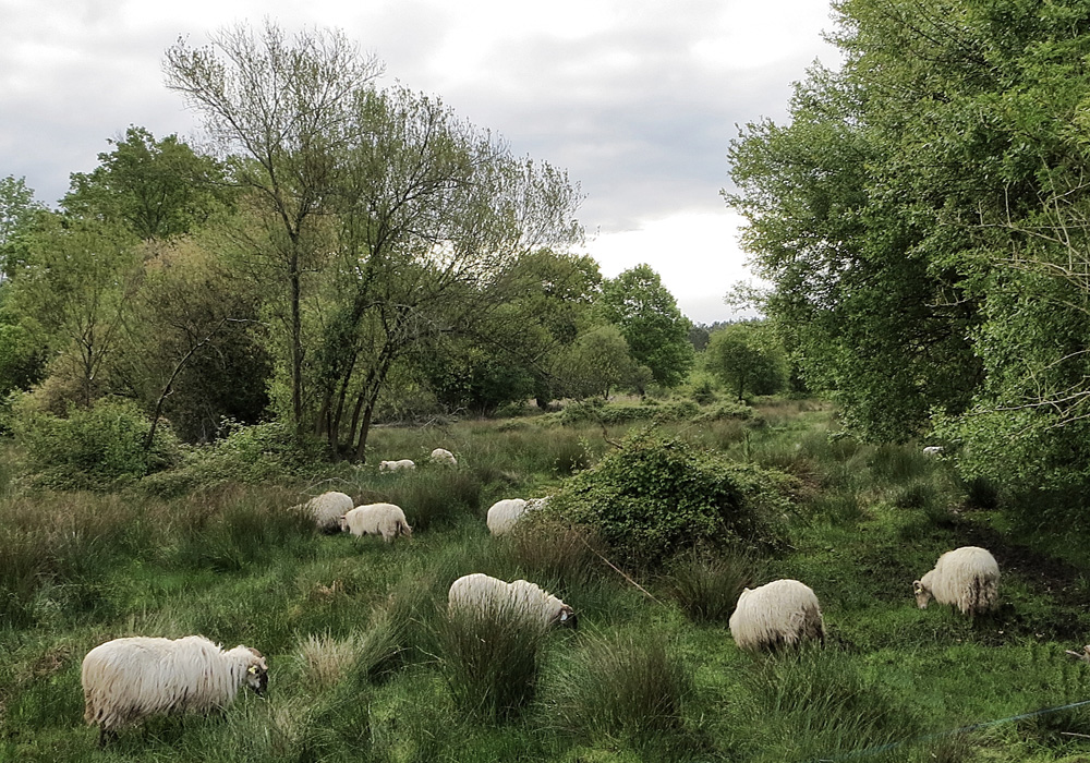 balade dans les marais !