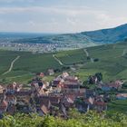 Balade dans les vignes