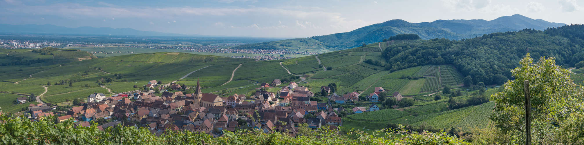 Balade dans les vignes