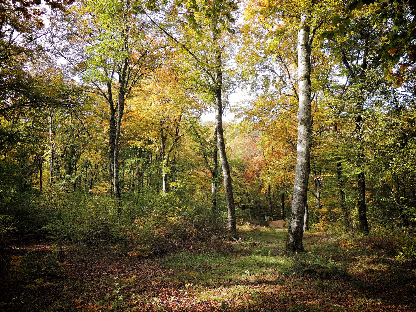 Balade d'automne