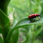 Balade du scarabé rouge