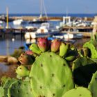 Balade en bord de mer