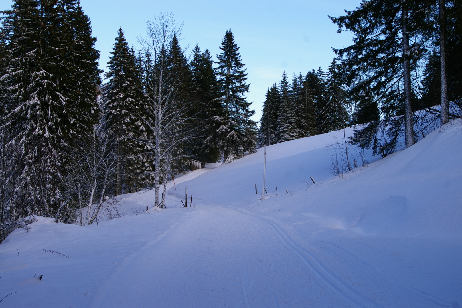 Balade en fôret