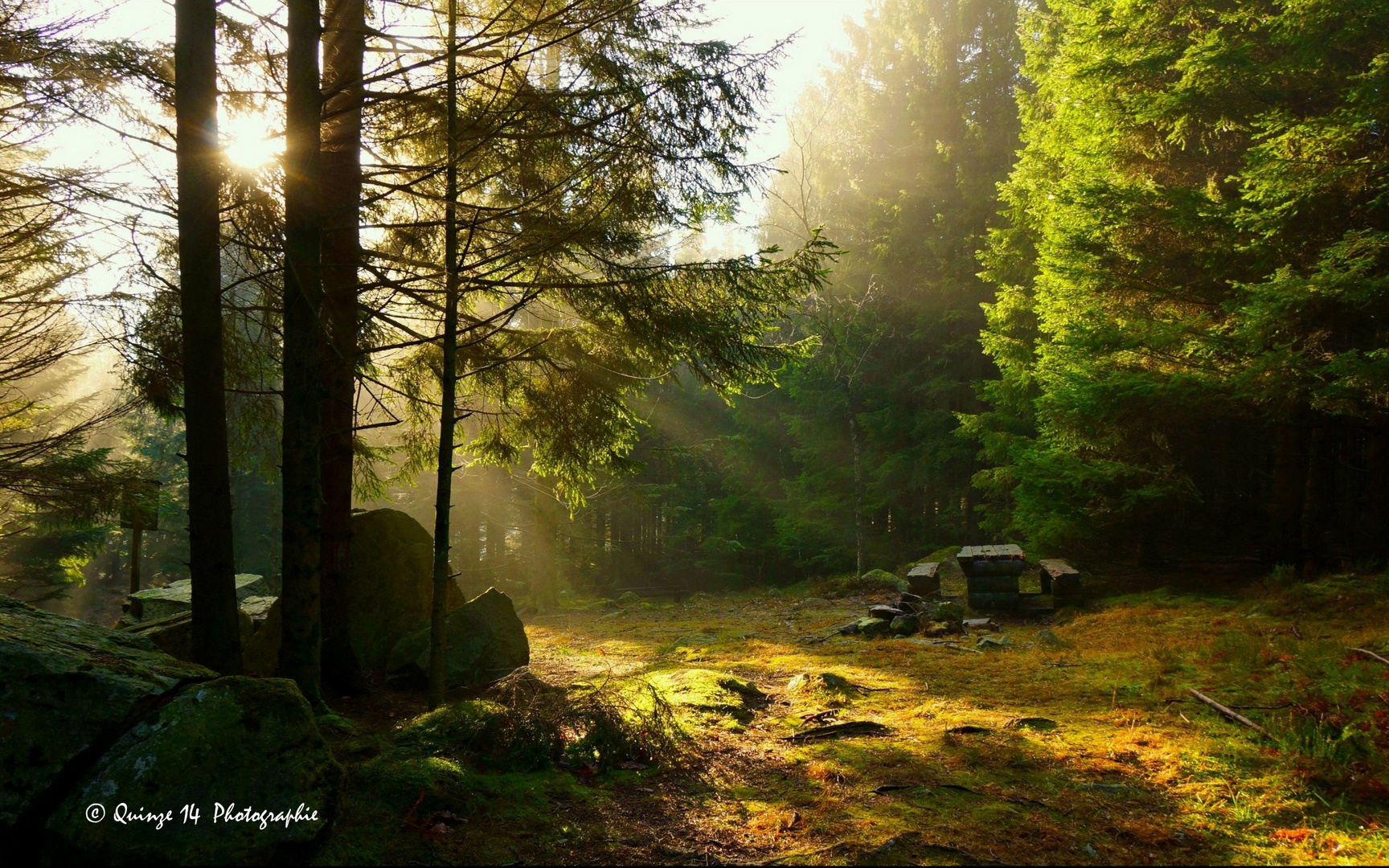 Balade en forêt.