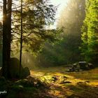 Balade en forêt.